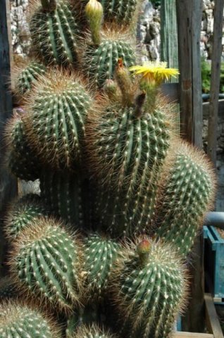 Echinopsis_formosa